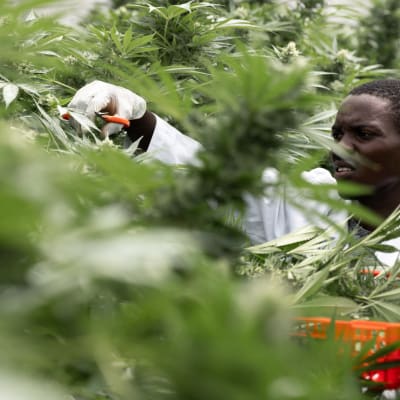 Mies leikkaa osia irti kukkivista kannabiskasveista kasvihuoneessa.