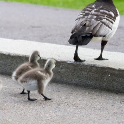 Valkoposkihanhia poikasineen ylittämässä pyörätietä Töölönlahdella.