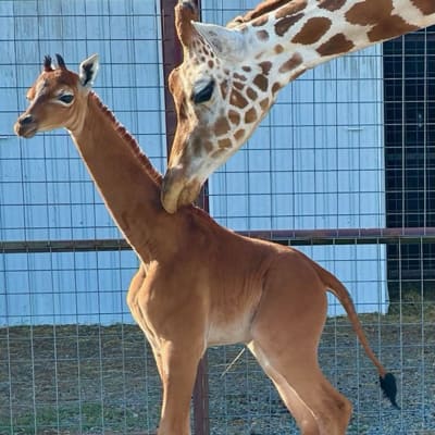 En vuxen giraff bredvid en babygiraff.