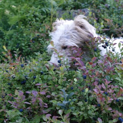 En vit hundvalp bakom blåbärsris med blåbär.
