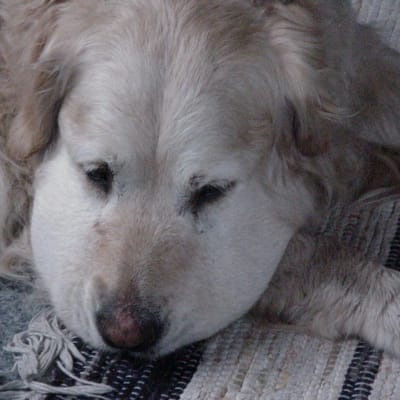 En hund som har blivit biten av en orm