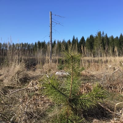 Ett område som kalavverkats för några år sedan. Det växer gräs och några små trädplantor skymtar.