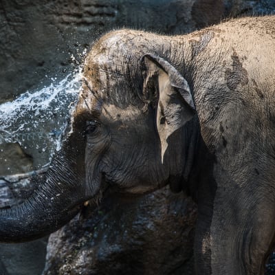 Indisk elefant på zoo i Prag. Elefanten har använts som symbol i debatten om globaliseringen.