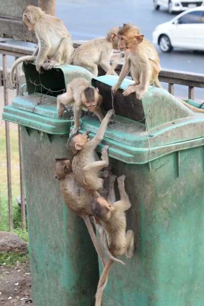 Ungar försöker komma åt matrester också från soptunnor. Många apors hälsa skadas när de äter människoföda.