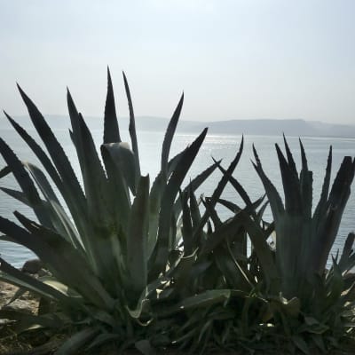 Agave kasvaa Kapernaumissa Genesaretin järven rannalla