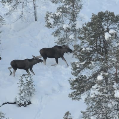 Älgar vandrar i en skog i Enare. 