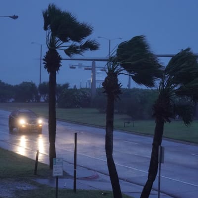 En bil kör i regnet och blåsten på en blöt väg med palmer som böjer sig i vinden i Corpus Christi, Texas, den 25 augusti 2017 medan orkanen Harvey närmar sig.