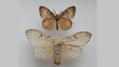 En bild på två fjärilar av arten lövskogsnunna, den övre är en hane och den undre en hona.