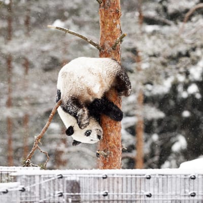 Pandakarhu puussa.