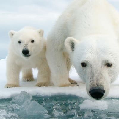 Jääkarhunpennuilla on edessään suuri seikkailu. Ne lähtevät emonsa kanssa pitkälle vaellukselle.