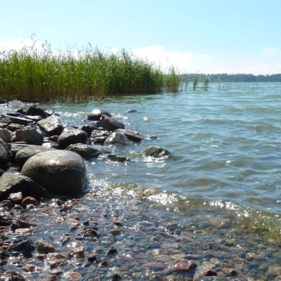 Havet med vass och stenar i förgrunden.