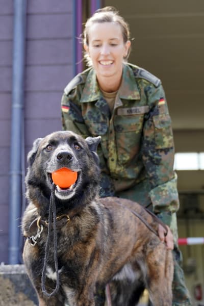 En polishund som leker med en boll.