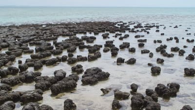 Stromatoliter i västra Australien.