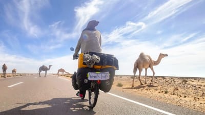 En kvinna som cyklar bland kameler