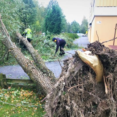 Puiden raivausta Vaasassa Aila-myrskyn jälkeen