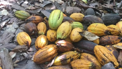 Skördade kakaofrukter
