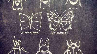 insekter ritade på krittavla
