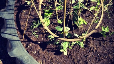 ungplantor odlade i traktordäck