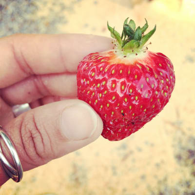Hand håller jordgubbe