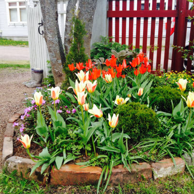Anneli Sjöholms trädgård i Lovisa.