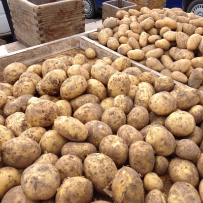 Potatis på Borgå torg