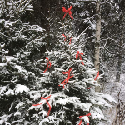 En snöprydd gran dekorerad med röda fiberband.