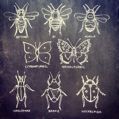 Svartvit målning av olika insekter