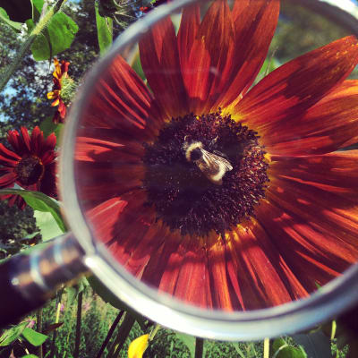 Ett bi på en röd solros sett genom ett förstoringsglas.