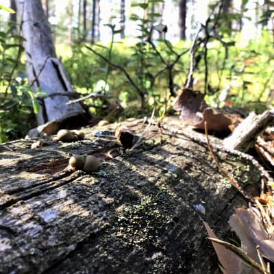Ett murket träd ligger i skogen, små svampar och lave på ytan. Solen skiner. Sommar och grönt i bakgrunden.