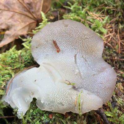 En gråvit svamp i mossa.