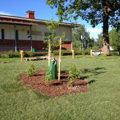 Körsbärsträd och hortensia har planterats utanför ungdomsgården i Ingå.