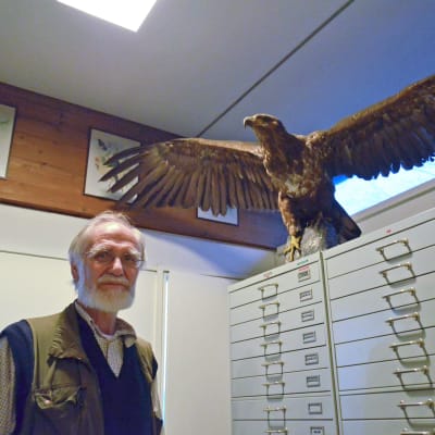 Docent Torsten Stjernberg i Museum Oologicum R. Kreuger, äggmuseet i Munksnäs