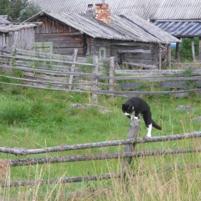 Katt klättrar på staket i Paanajärvi.