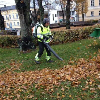 Lövblåsaren burrar i Lovisa