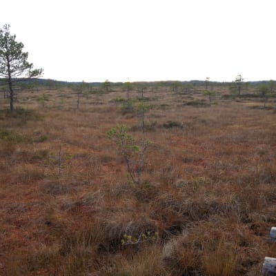 Myr i Torronsuo nationalpark nära Somero i november 2014