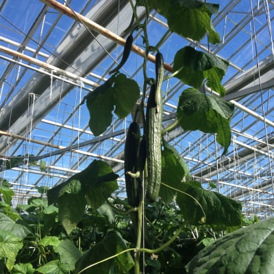 Gurkor på planta i växthus