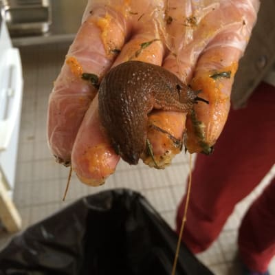 Den här snigeln ska kokas levande och serveras till djuren på Högholmen