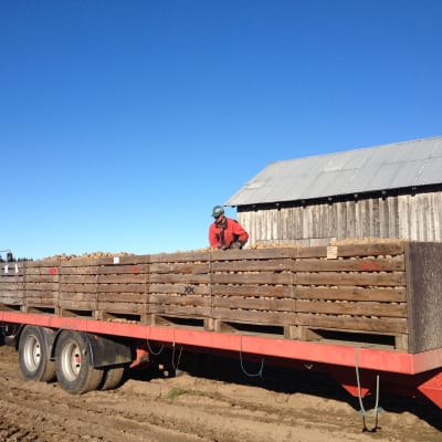 Potatisodlare Glenn Strengell uppe på en vagn fylld av potatis