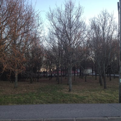Ekdungen i närheten av Kyrkfjärdens skola i Ingå.