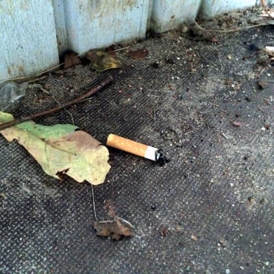 Tobaksfimp bredvid ett löv.