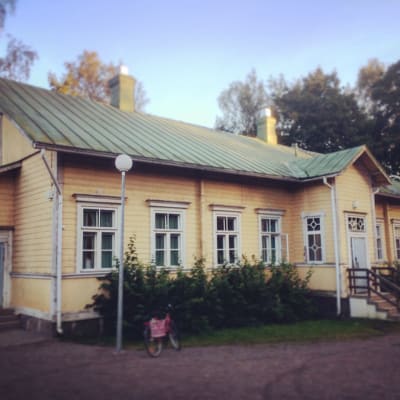 Gul träskola i kvällssol i augusti