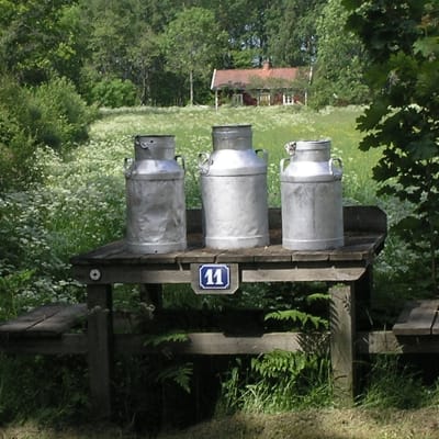 Tre mjölkrukor av plåt (mjölkstånkor) i idylliskt sommarlandskap.
