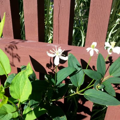 En ranka styvklematis med vita blommor mot rödbrunt staket