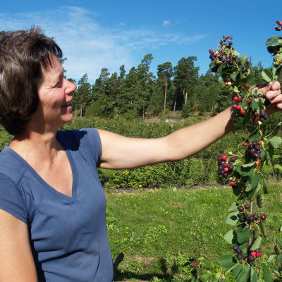 Terveysmarja Saskatoon naisen kädessä.