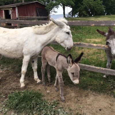 Lotte-aasi on erikoinen tapaus. Se herkuttelee oma-alotteisesti rehulaarilla, avaa lukot ja rakastaa tupakkaa. Lumi ja tämän kesän aasivarsa ihmettelevät Loten metkuja.