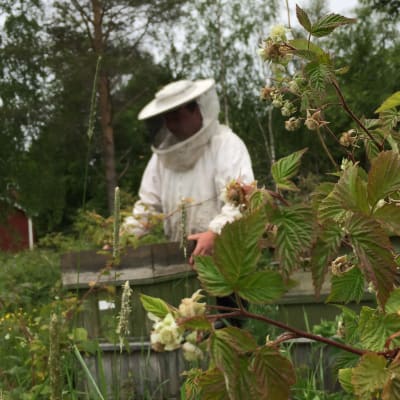 Biodlare med skyddsutrustning på öppnar bikupa.