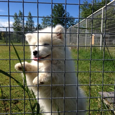Tassu är Vikby Kennel Hotels yngsta gäst.