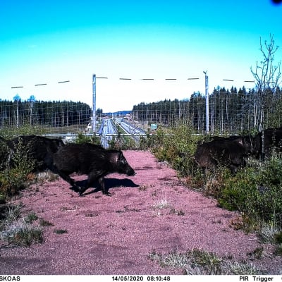 Vildsvin springer över viltbro.