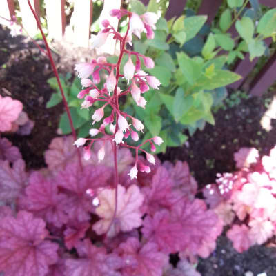 Blommande, ljust rosa alunrot med vinröda blad