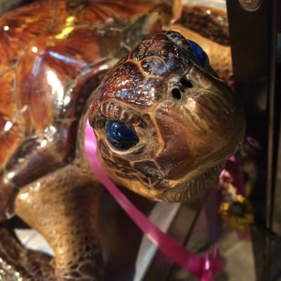 Sköldpadda utanför en thailändsk restaurang